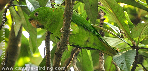 Pacific Parakeet