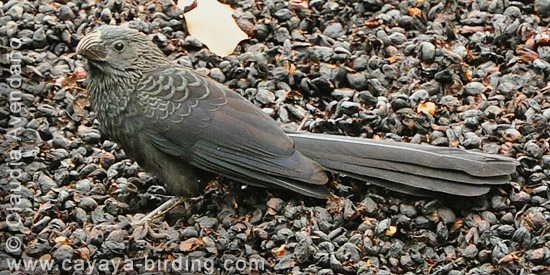 Groove-billed Ani