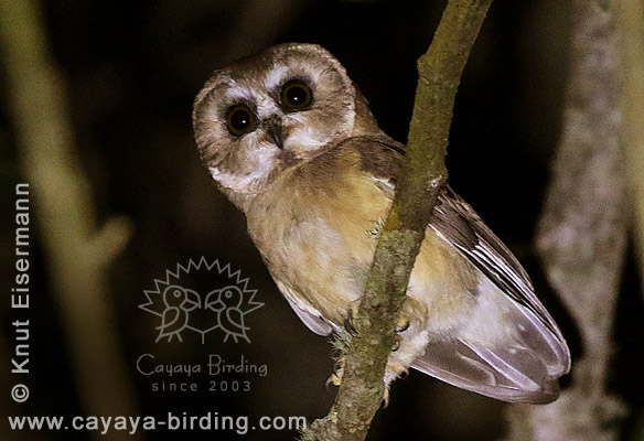 Unspotted Saw-whet-Owl Aegolius ridgwayi