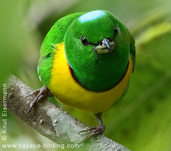 Blue-crowned Chlorophonia