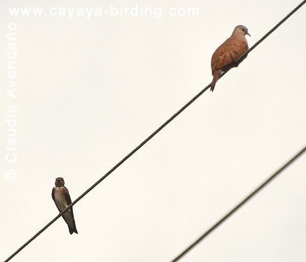 Northern Rough-winged Swallow and Ruddy Ground-Dove