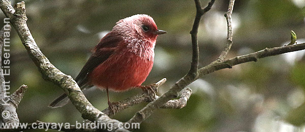 Pink-headed Warbler