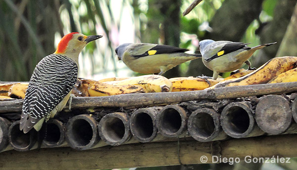 Golden-fronted Woodpecker and Yellow-winged Tanager