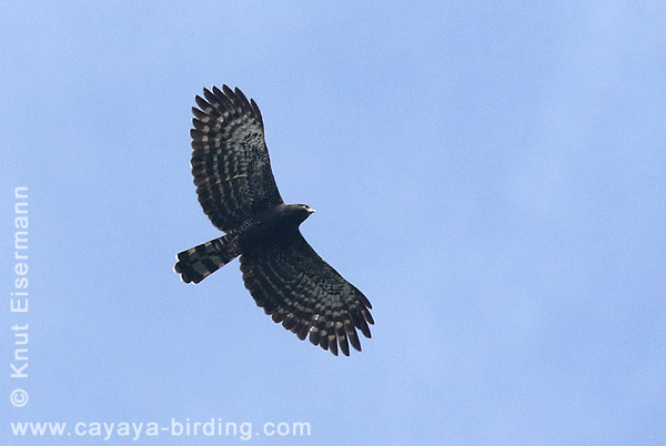 Black Hawk-Eagle