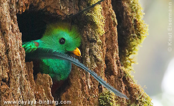 Quetzal