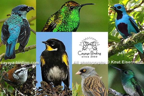 Endmische Vogelarten mit sehr kleinen Verbreitungsgebieten in Mittelamerika