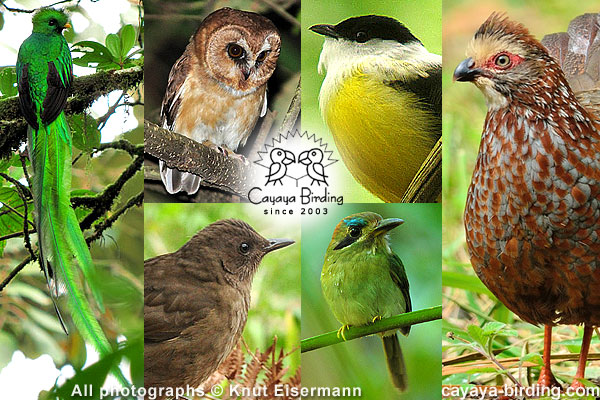 Weitverbreitete endemische Vogelarten Mittelamerikas und des südlichen Mexikos