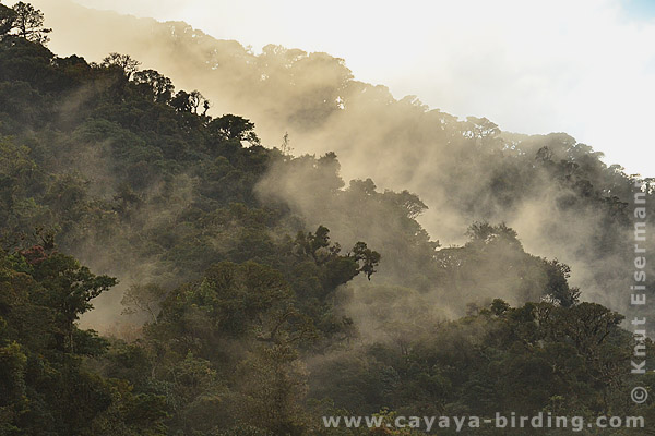 cloud forest