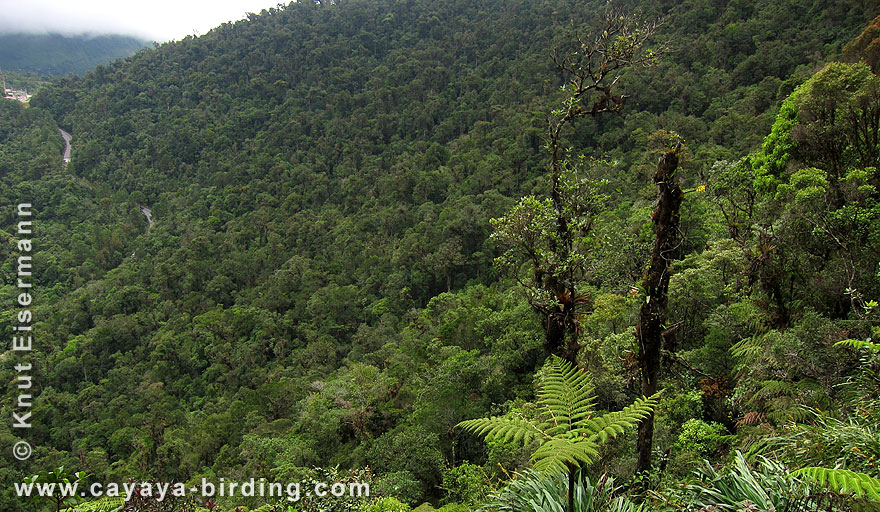 Nebelwald im Biotopo del Quetzal, Guatemala