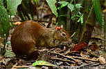 Zentralamerikanisches Agouti Dasyprocta punctata