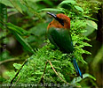 Breitschnabelmotmot