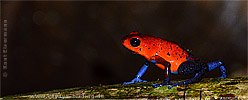 Erdbeerfröschchen Dendrobates pumilo