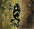 Goldbaumsteiger Dendrobates auratus