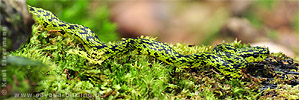 Schwarzgefleckte Palmlanzenotter Bothriechis nigroviridis