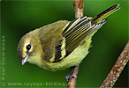 Gelbbindenvireo 