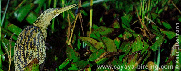 Pinnated Bittern