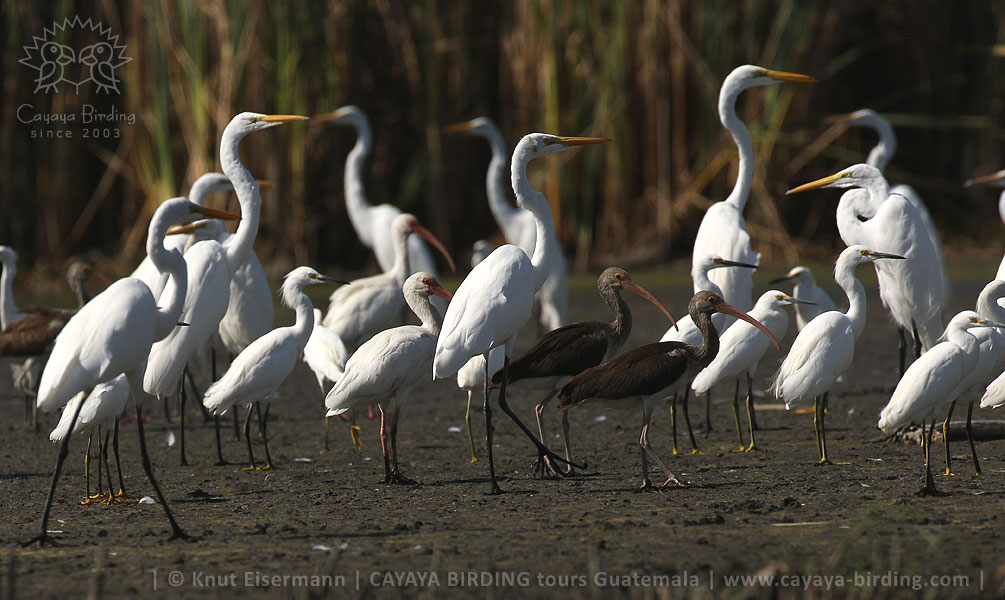 Egrets and ibises, CAYAYA BIRDING entspannte Vulkan - Mangroven - Tour in Guatemala