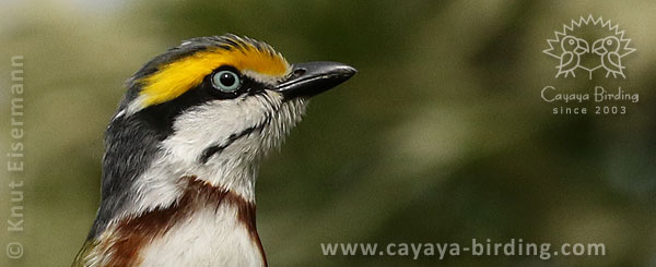 Brustbandvireo