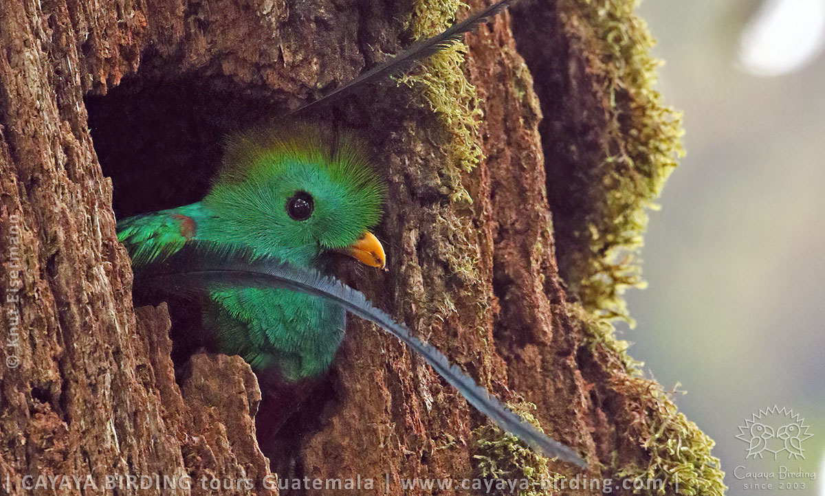 Quetzal