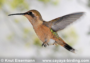 Scherenschwanz-Sternkolibri