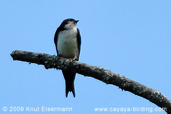 Black-capped Swallow