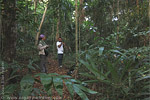 Regenwald im Nationalpark Laguna del Tigre