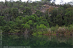 Regenwald im Nationalpark Laguna del Tigre