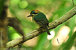 Zwergmotmot