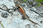 Teapen Rosebelly Lizard Sceloporus teapensis