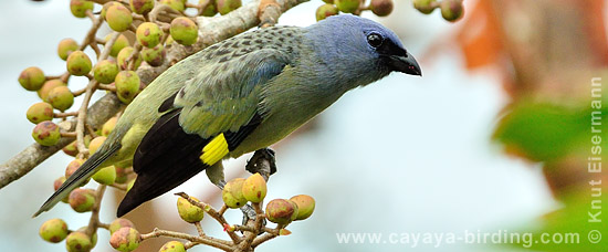 Yellow-winged Tanager
