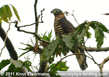 Hook-billed Kite