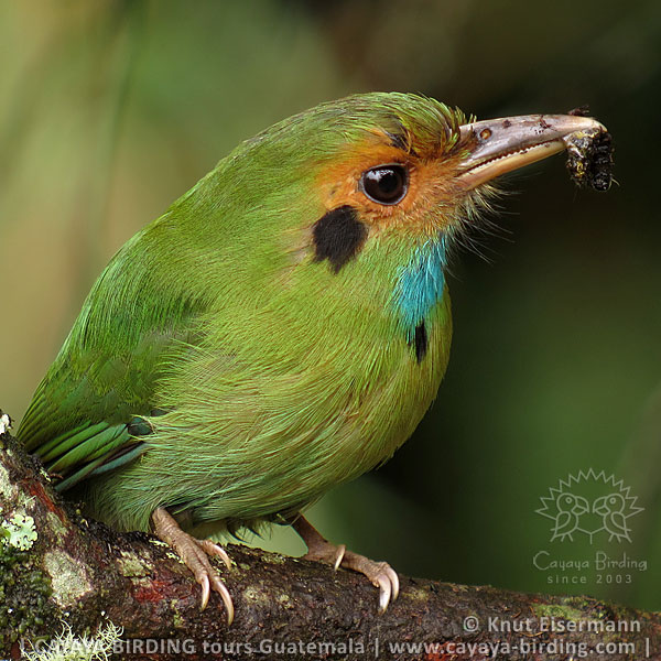 Blaukehlmotmot, Guatemala Birding Loop with CAYAYA BIRDING