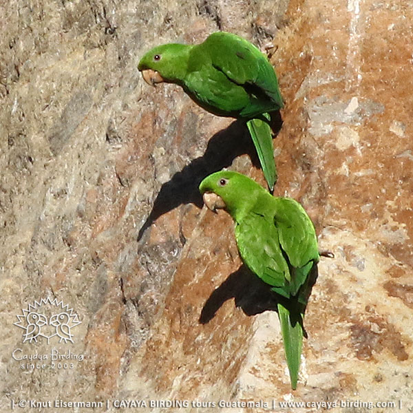 Mexikosittich, CAYAYA BIRDING Zielarten-Touren in Guatemala