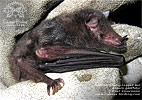Geoffroy's Hairy-legged Bat