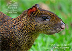 Central American Agouti <i>Dasyprocta punctata</i>, dpto. Suchitepéquez.