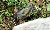 Nine-banded Armadillo <i>Dasypus novemcinctus</i>, dpto. San Marcos.