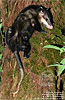 Virginia Opossum <i>Didelphis virginiana</i>, dpto. Alta Verapaz.