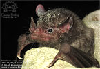 Common Long-tongued Bat