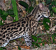 Margay <i>Leopardus wiedii</i>, dpto. Petén.
