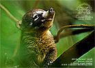 White-nosed Coati <i>Nasua narica</i>, dpto. Solol?.