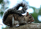 Variegated Squirrel <i>Sciurus variegatoides</i>, dpto. Suchitepéquez.