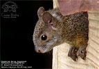 Mexican Gray Squirrel