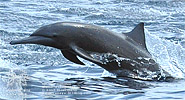 Spinner Dolphin <i>Stenella longirostris</i>, Pacific Ocean off dpto. Escuintla.