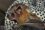 Highland Yellow-shouldered Bat