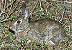 Eastern Cottentail <i>Sylvilagus floridanus</i>, dpto. Huehuetenango.