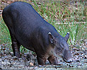 Baird's Tapir <i>Tapirus bairdii</i>, dpto. Petén.