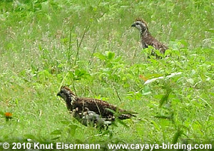 Spot-bellied Bobwhite