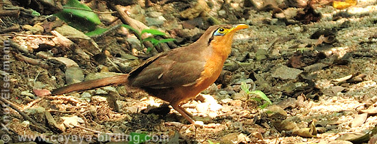 Lesser Ground-Cuckoo.