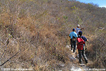 Dornenbusch im Motagua-Tal