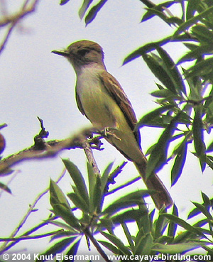 Nutting's Flycatcher